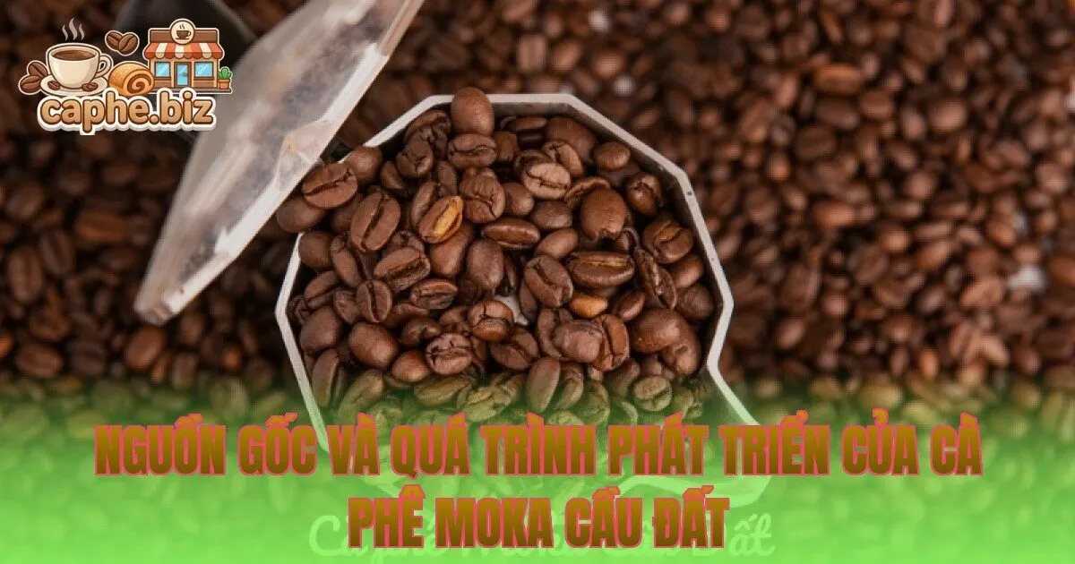 Nguồn gốc và quá trình phát triển của cà phê moka Cầu Đất