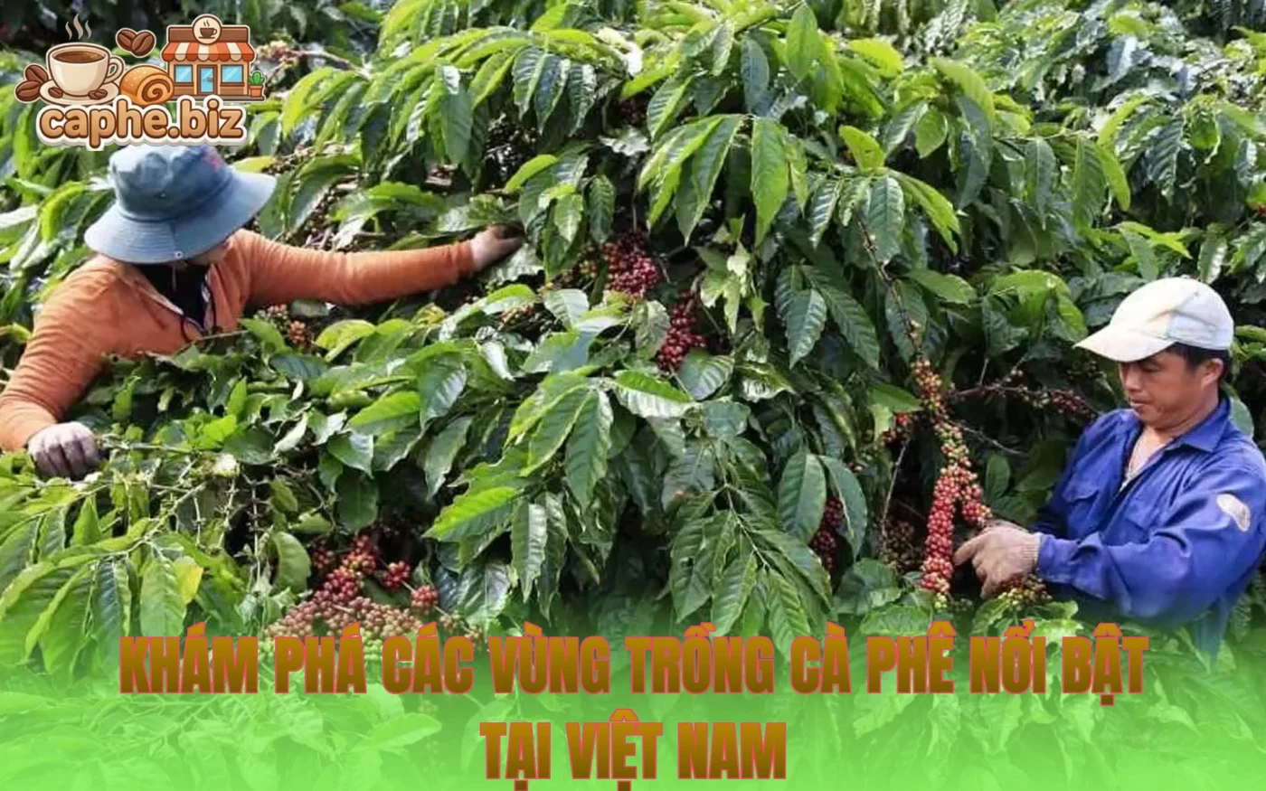 Khám phá các vùng trồng cà phê nổi bật tại Việt Nam