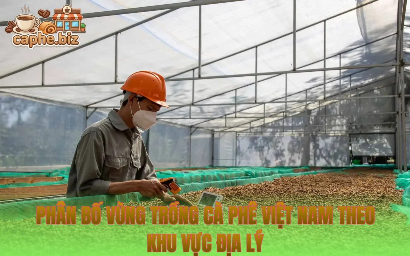 Phân bố vùng trồng cà phê Việt Nam theo khu vực địa lý