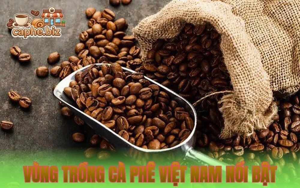 Vùng Trồng Cà Phê Việt Nam Nổi Bật