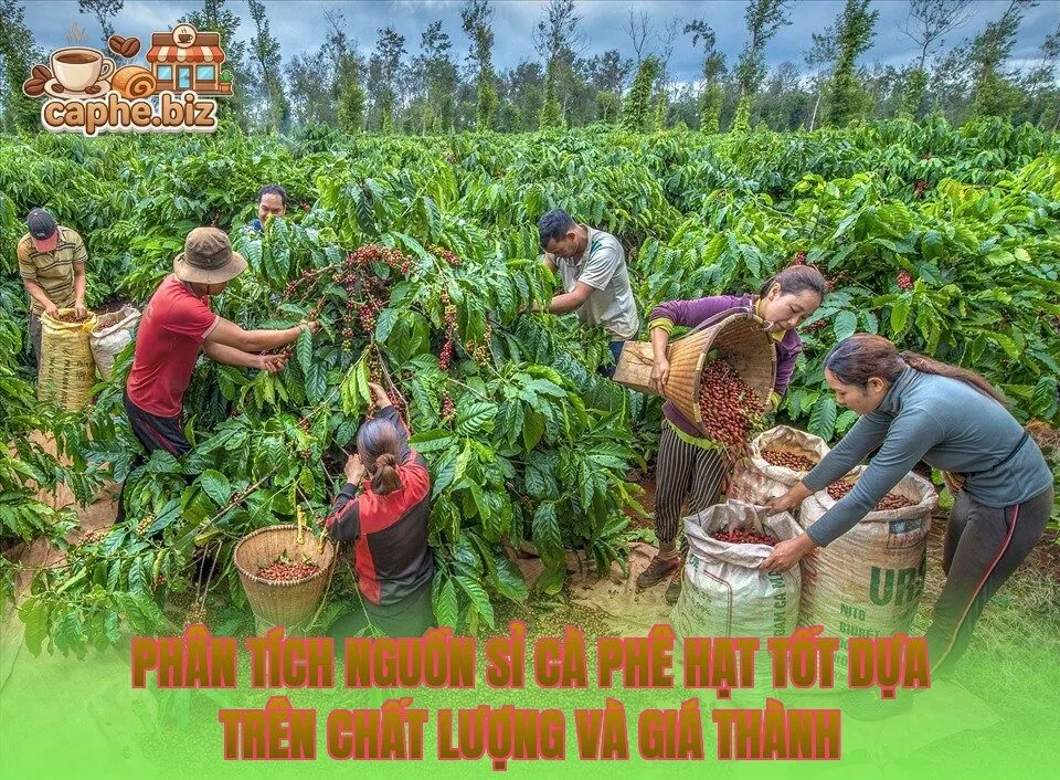 Phân tích nguồn sỉ cà phê hạt tốt dựa trên chất lượng và giá thành