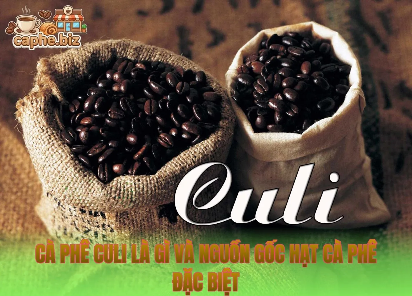 Cà phê culi là gì và nguồn gốc hạt cà phê đặc biệt