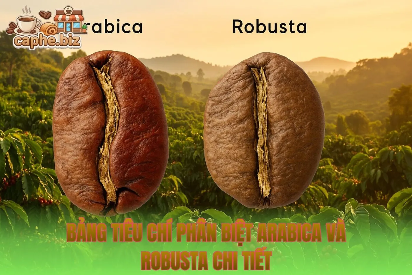 Bảng tiêu chí phân biệt Arabica và Robusta chi tiết
