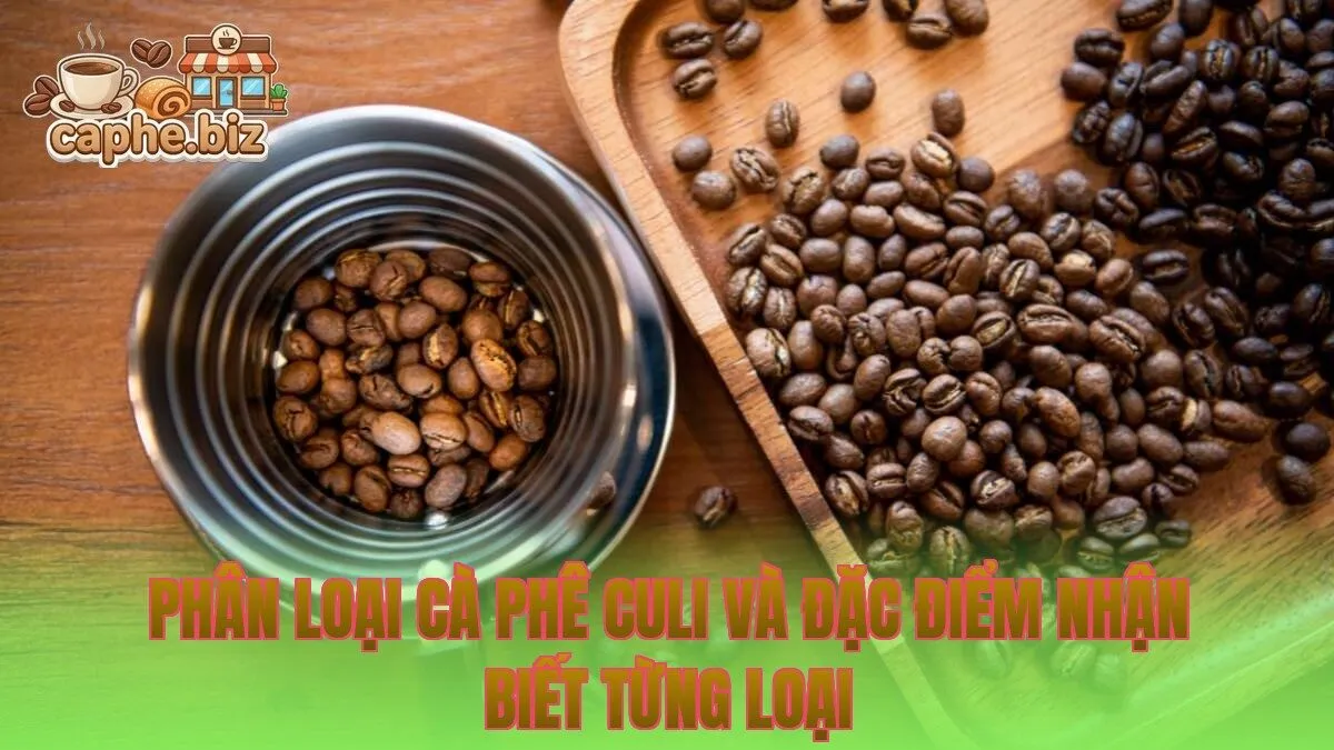 Phân loại cà phê culi và đặc điểm nhận biết từng loại