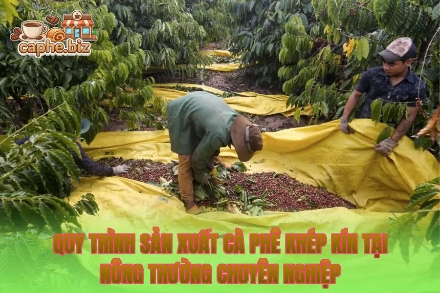 Quy trình sản xuất cà phê khép kín tại nông trường chuyên nghiệp