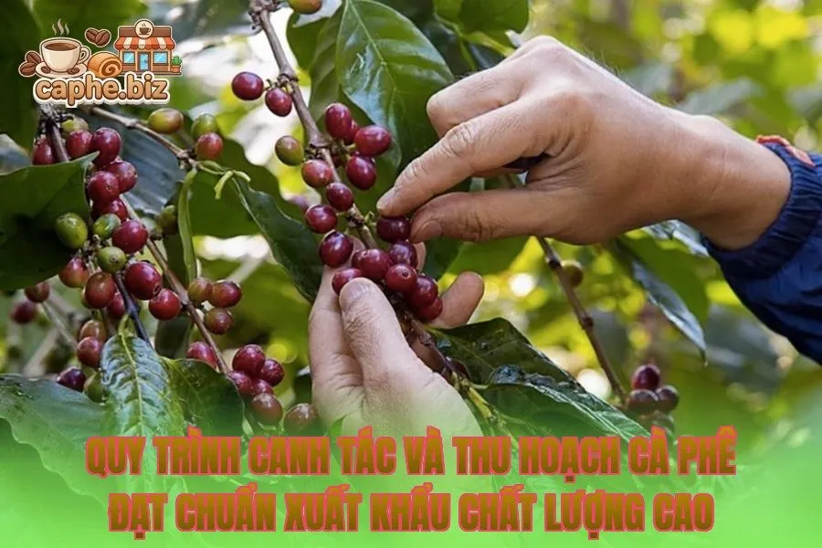 Quy trình canh tác và thu hoạch cà phê đạt chuẩn xuất khẩu chất lượng cao