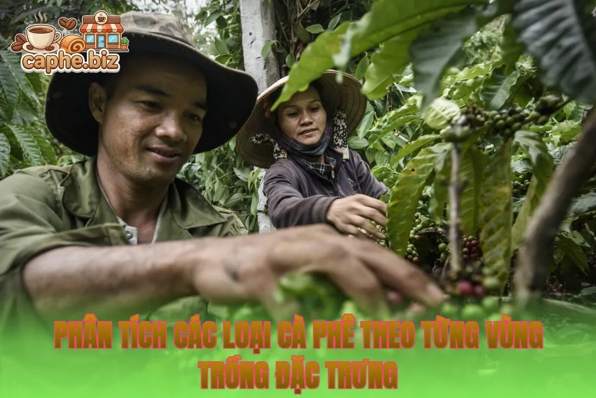 Phân tích các loại cà phê theo từng vùng trồng đặc trưng