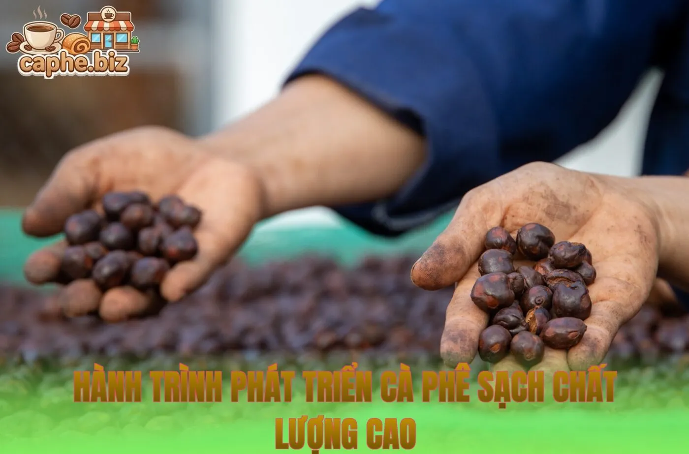 Hành trình phát triển cà phê sạch chất lượng cao