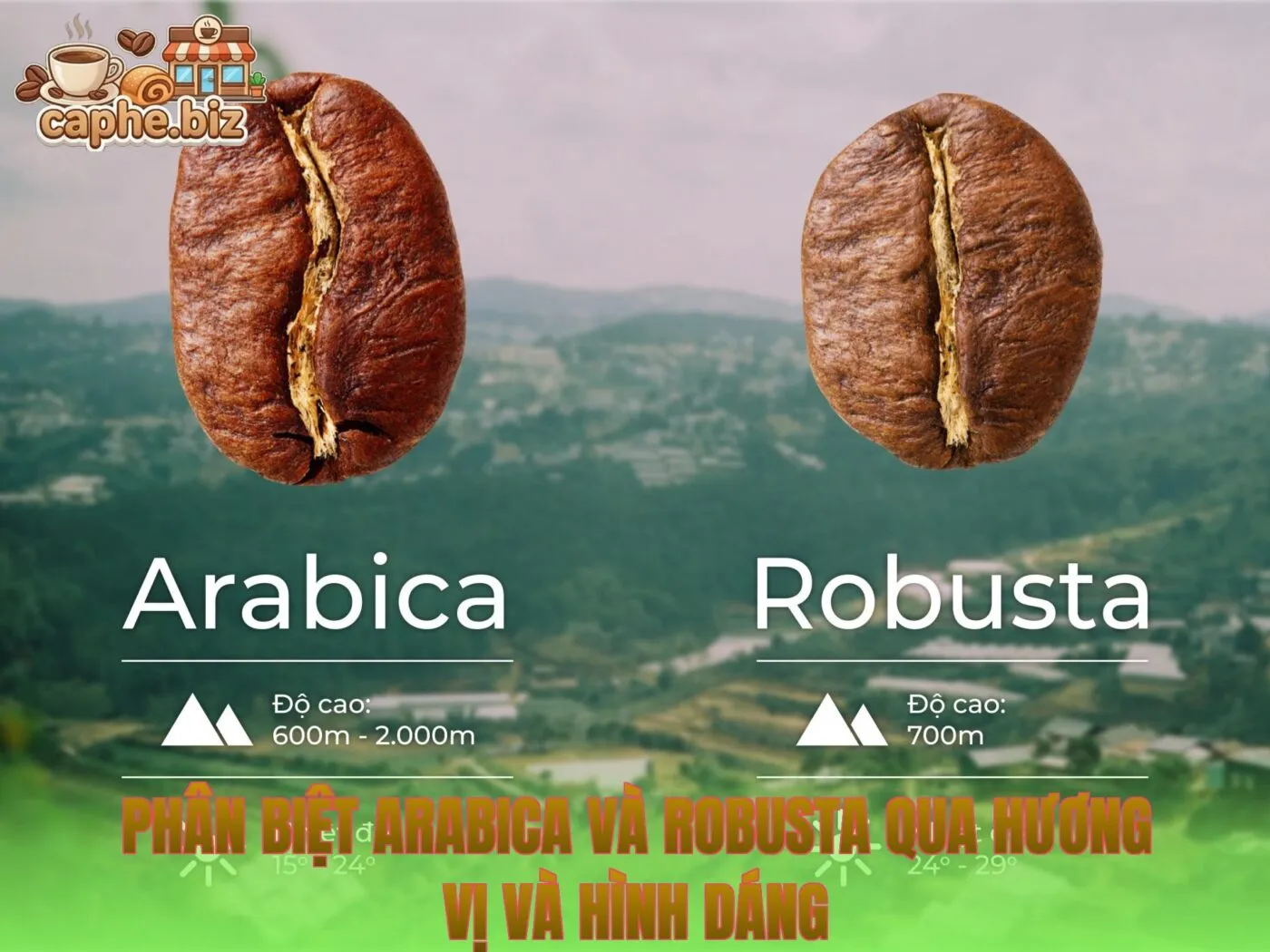 Phân Biệt Arabica Và Robusta Qua Hương Vị Và Hình Dáng