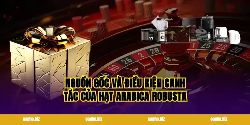 Nguồn gốc và điều kiện canh tác của hạt arabica robusta